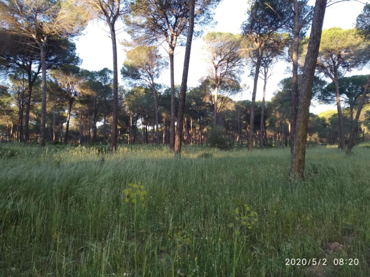 Casa Rural Los Pinos Hinojos エクステリア 写真